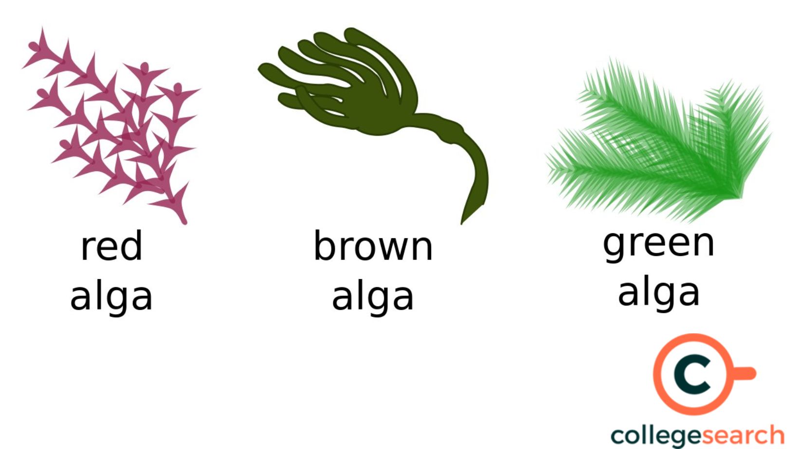 What is Autotrophic Nutrition Definitions, Examples, History